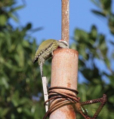 Xiphidiopicus percussus