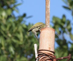 Xiphidiopicus percussus