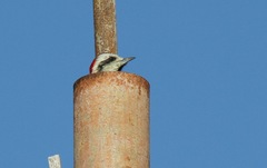 Xiphidiopicus percussus