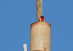 Xiphidiopicus percussus