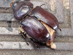 Oryctes nasicornis