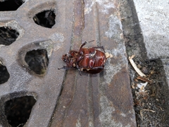 Oryctes nasicornis