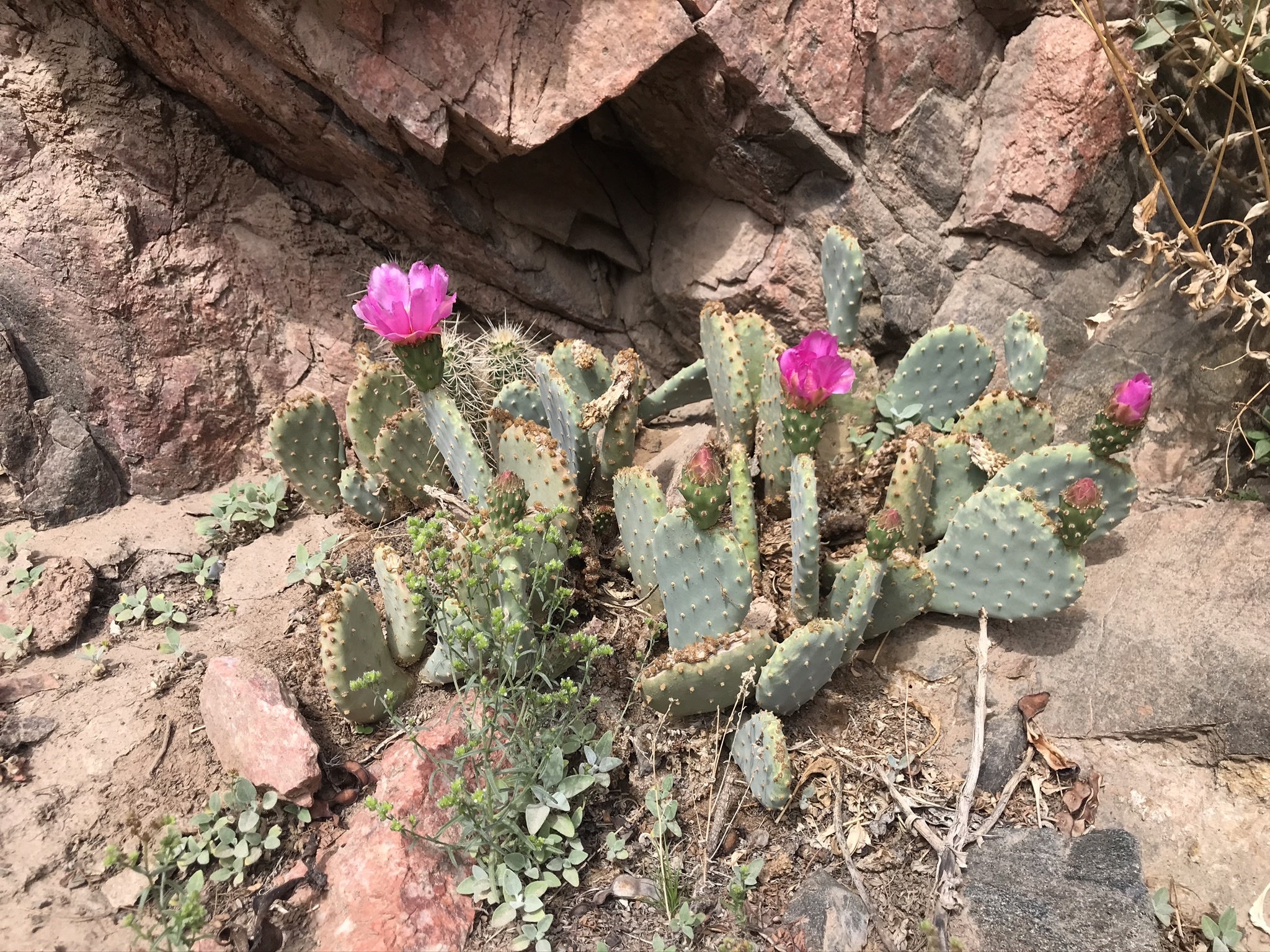 Opuntia basilaris var. longiareolata