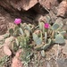 Grand Canyon Beavertail Pricklypear - Photo (c) k10delreal, some rights reserved (CC BY-NC)