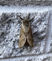 Sthenopis argenteomaculatus