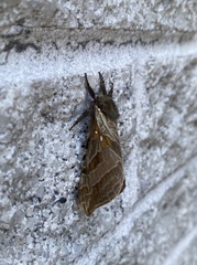 Sthenopis argenteomaculatus