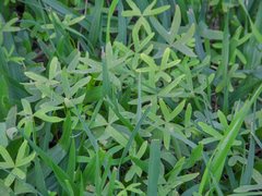 Oxalis bipartita