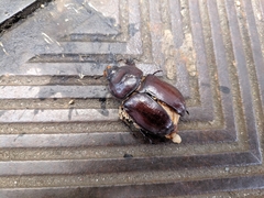 Oryctes nasicornis