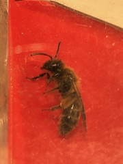 Anthophila