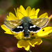 Small Heliothodes Moth - Photo (c) Christian Schwarz, some rights reserved (CC BY-NC), uploaded by Christian Schwarz
