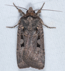 Parabagrotis exsertistigma