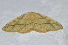 Periclina syctaria