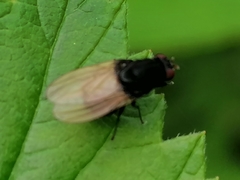 Minettia longipennis