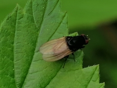 Minettia longipennis