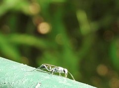 Chalybion japonicum