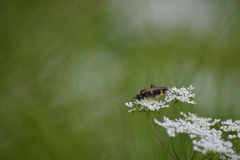 Tenthredininae