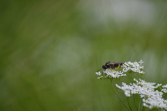 Tenthredininae