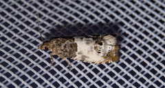 Notocelia rosaecolana