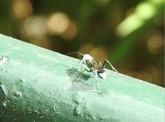 Chalybion japonicum