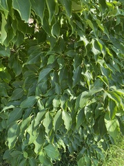 Cornus kousa