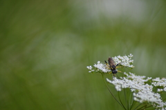 Tenthredininae