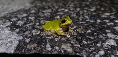 Hyla japonica