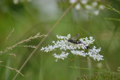 Tenthredininae