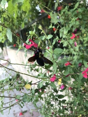 Xylocopa