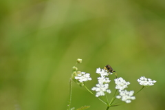Tenthredininae