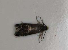 Grapholita interstinctana