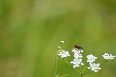 Tenthredininae