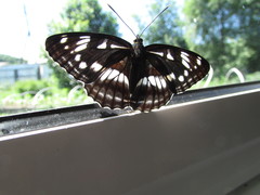 Limenitis helmanni