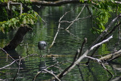 Fulica atra