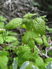 Hesperocnide tenella