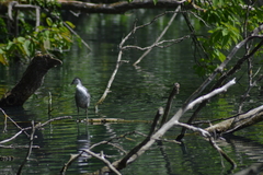Fulica atra