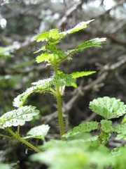 Hesperocnide tenella