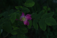 Rosa pendulina