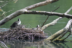 Fulica atra