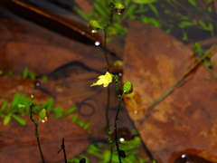 Utricularia pusilla