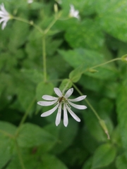 Stellaria nemorum