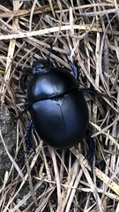 Trypocopris vernalis