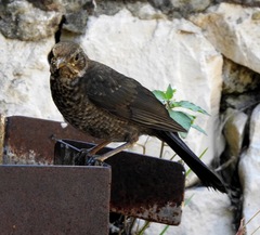 Turdus merula