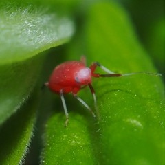 Coccobaphes frontifer