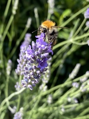 Bombus pascuorum