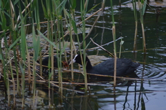 Fulica atra