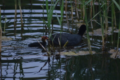 Fulica atra
