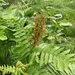 Royal Ferns - Photo (c) Anna Gazda, some rights reserved (CC BY-NC), uploaded by Anna Gazda