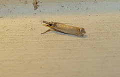 Parapediasia decorellus