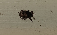 Cryptorhynchus fuscatus