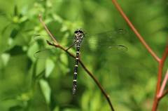 Cordulegaster erronea